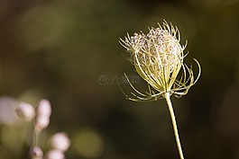 野胡萝卜,开花,厂