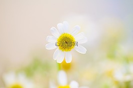 花園,上午,花