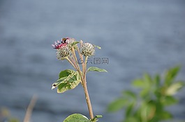 花卉,夏季,水飛薊
