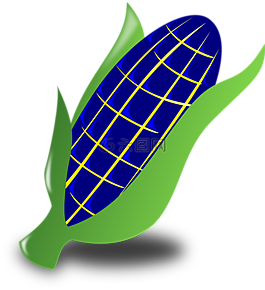 玉米,藍(lán)色,自然