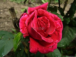 玫瑰,紅色,花