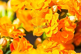 花,開花,關(guān)閉