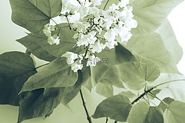 白,花,花瓣