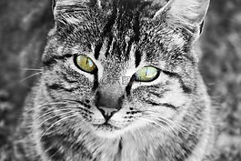 猫,眼睛,晶须