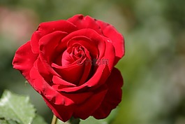 玫瑰,花,花園