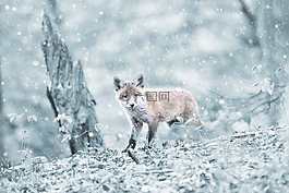 ?？怂?森林,哺乳動物