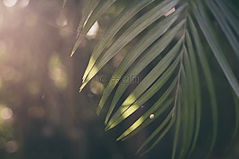 日出,上午,綠色