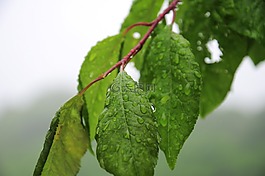 葉子,雨,樹