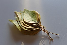 叶,植物,秋天