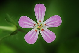 开花,花,storchschnabel