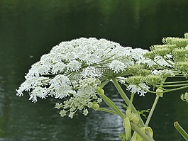 常見的大豬草,水生植物,湖