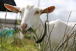 山羊,農(nóng)場,動物