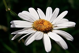 瑪格麗特,花,植物區(qū)系