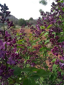 紫丁香,塞多纳,钟岩