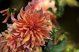 嬌琴紗,花,廠