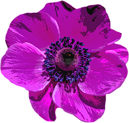 罌粟,開花,花