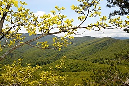 山,性質(zhì),森林