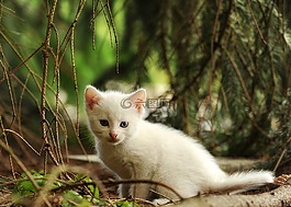 猫,小猫,年轻的动物