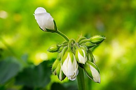 白花,綠色,關(guān)閉