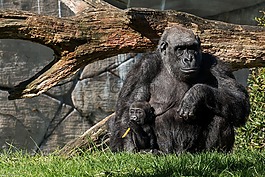 動(dòng)物園,猴子,動(dòng)物