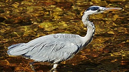 蒼鷺,鳥(niǎo),性質(zhì)