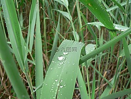 廠,葉子,綠色