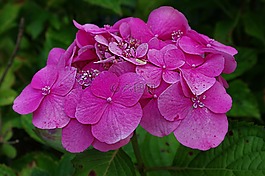 繡球,葉子,開花