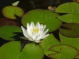 睡蓮,花,廠