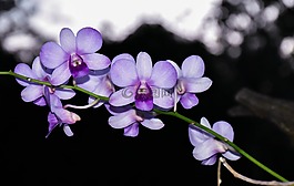 花,蘭花,花卉園