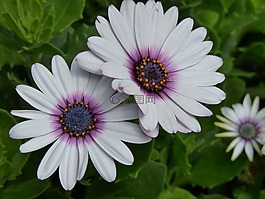 花,白,廠