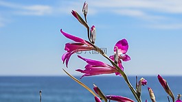 鮮花,紫色,自然