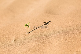 白,沙,海灘