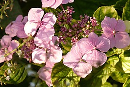 八仙花,粉紅色,開(kāi)花