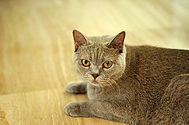 猫,英国短毛猫,短毛猫