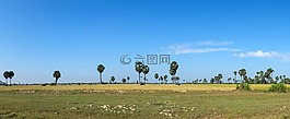 稻田,柬埔寨,亞洲