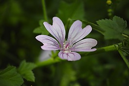 花卉,性質(zhì),植物