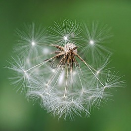 花卉,植物,蒲公英