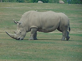 野生動物,非洲,喇叭