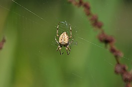 蜘蛛,昆蟲,動物