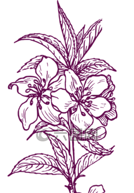 花,紫色,春