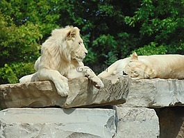 獅子,野生動物,非洲