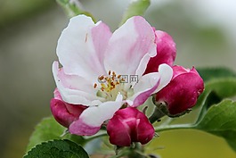 春天,開(kāi)花,粉紅色