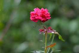 玫瑰,花,粉紅色