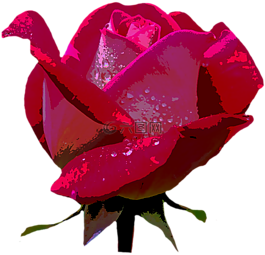 玫瑰,紅色,開(kāi)花