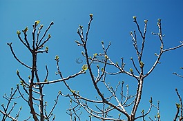 芽,分支機(jī)構(gòu),樹