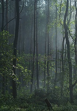 森林,伍茲,增長