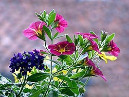 陽臺,鮮花,陽臺植物