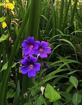 水華,花,開花
