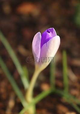 藏紅花,開花,春天