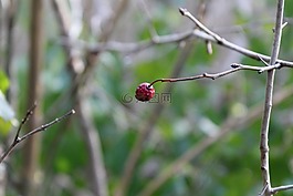 森林,漿果,性質(zhì)